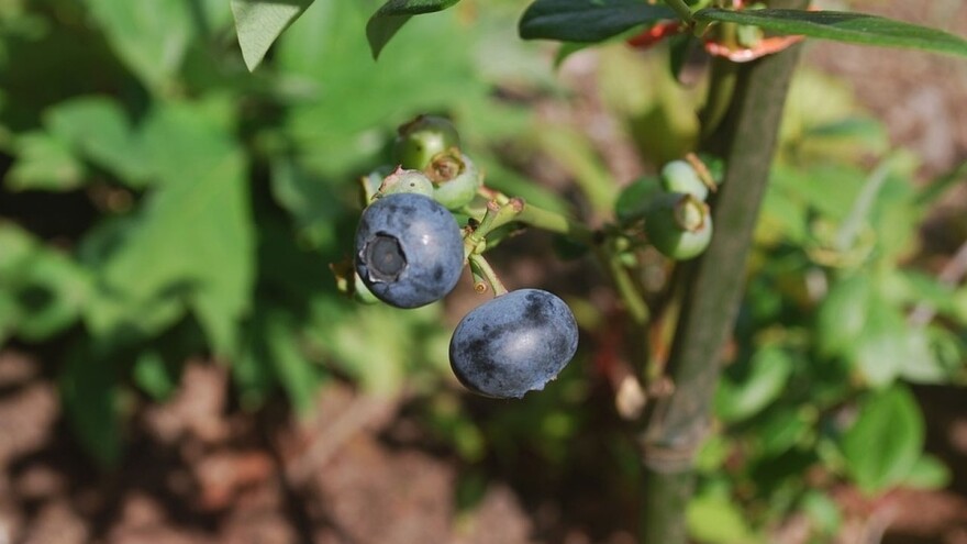 Voda - kritična tačka u gajenju borovnice