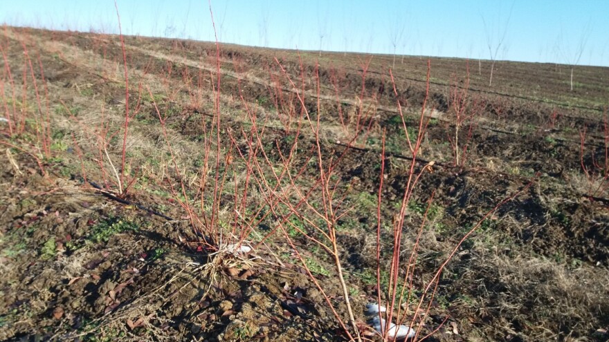 Gredicama do zdravije biljke i sigurnijeg roda
