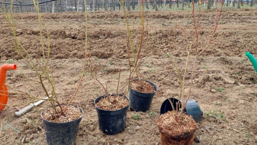 Sadnja borovnice: Zašto je važno "zarezati" korenov sistem sadnice?