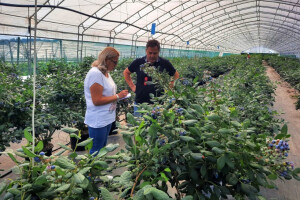 Uzgoj borovnice u - plasteniku?