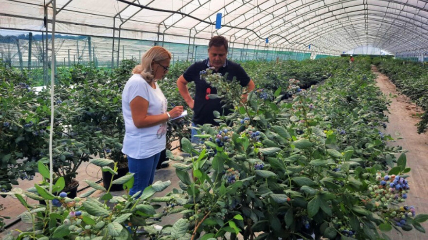 Uzgoj borovnice u - plasteniku?