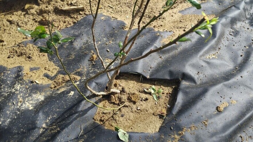 Kako pomoći mladim biljkama borovnice da se oporave nakon tuče?