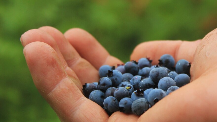 Borovnica u Srebrenici dobro rodila, plodovi sitni, cijena ista kao prošle godine