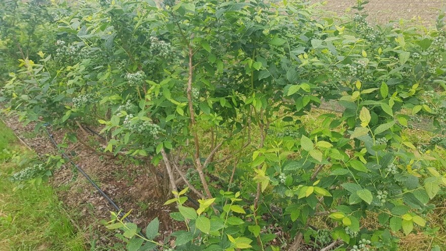 Nema lake zarade u poljoprivredi, traži se pažnja, trud i strpljenje