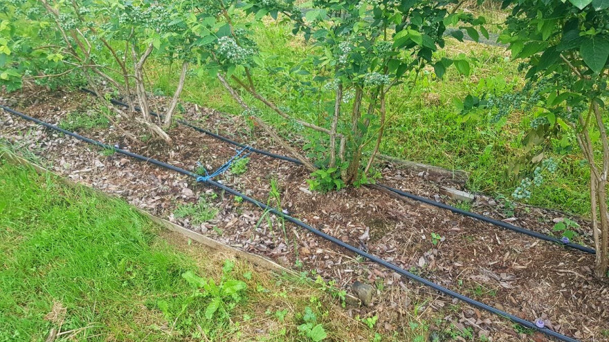 Đubrenje borovnice ureom tek u drugoj godini - nikako po sadnji