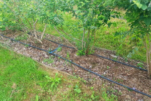 Borovnica: Đubrenje ureom obaviti tek u drugoj godini, a nikako odmah poslije sadnje!