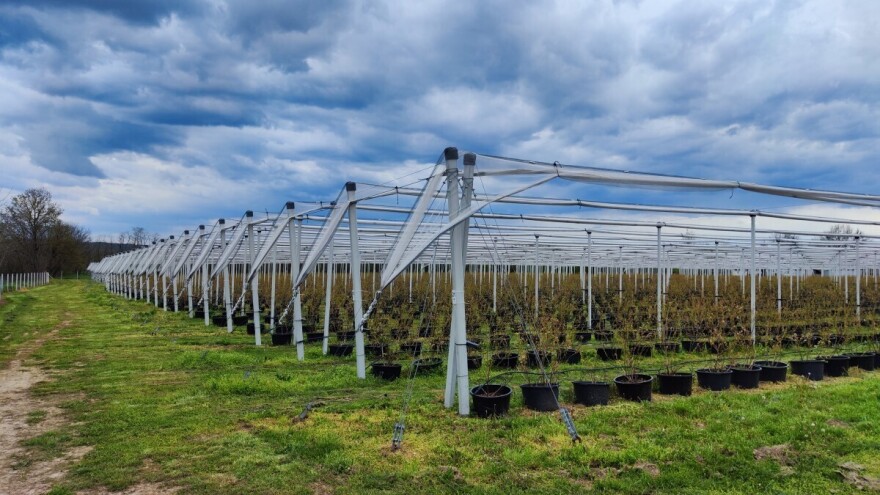 Uzgajate borovnicu? Za bolji rod držite se ovih pravila primjene đubriva