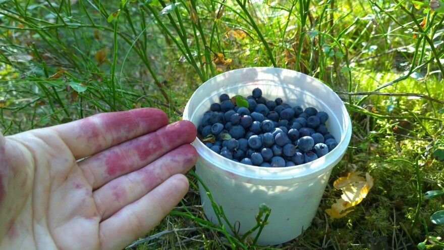 Borovnica isplativa i nakon 50 godina uzgoja