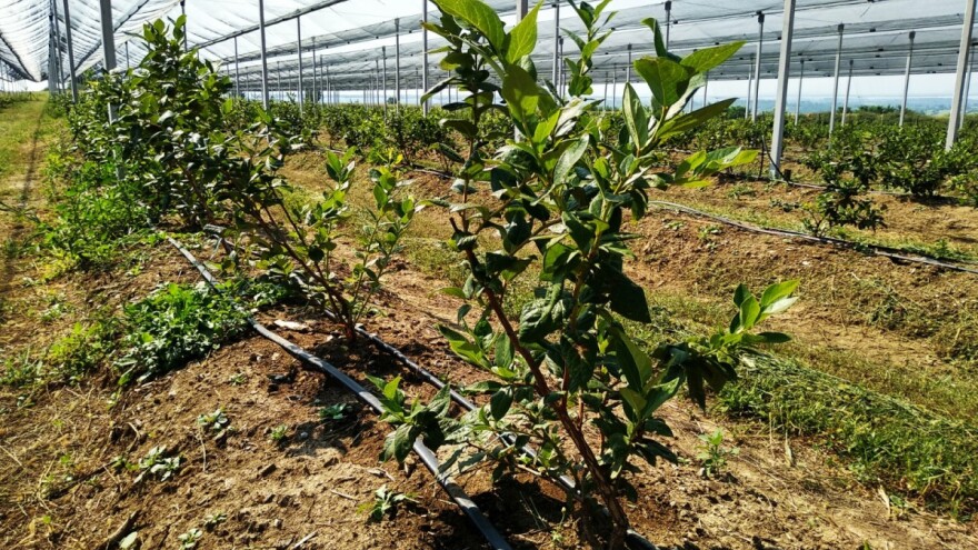 Rod borovnice sitniji, ali proizvođači nisu u minusu