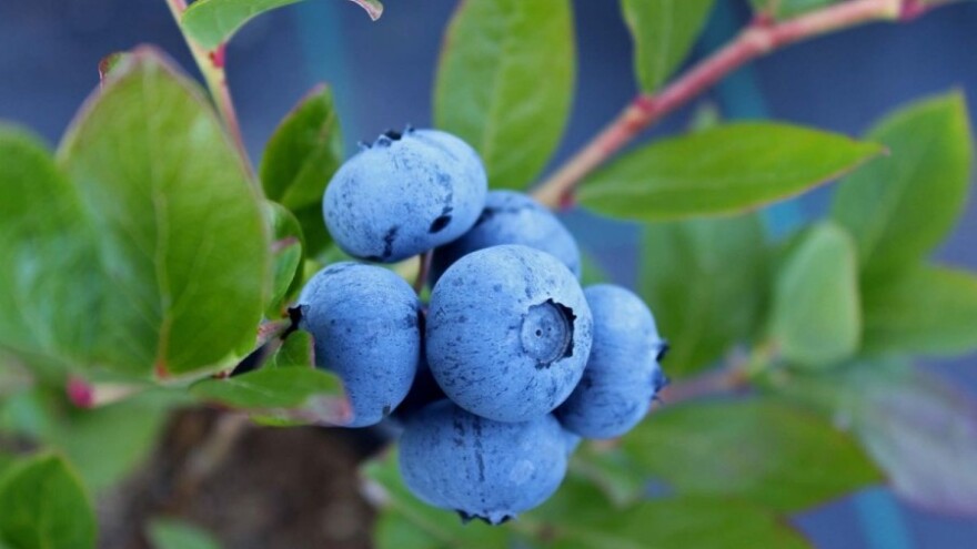 Isplaćeno 3,7 milijuna kuna za nasad borovnice