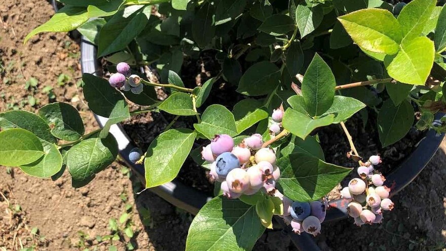 Krenula i berba borovnice, nadležni podržavaju domaću proizvodnju kroz sufinansiranje