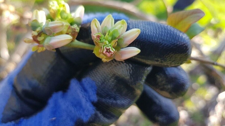 Borovnica: Pravilnom ishranom i rezdibom, prinosi idu i do osam kilograma