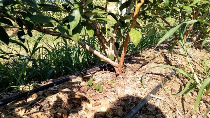 Đubrenje borovnice - važno je izbjegavati nitratni oblik azota