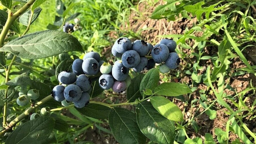 Da li su skupi poljoprivredni proizvodi na našim pijacama, prve borovnice i 10 KM?