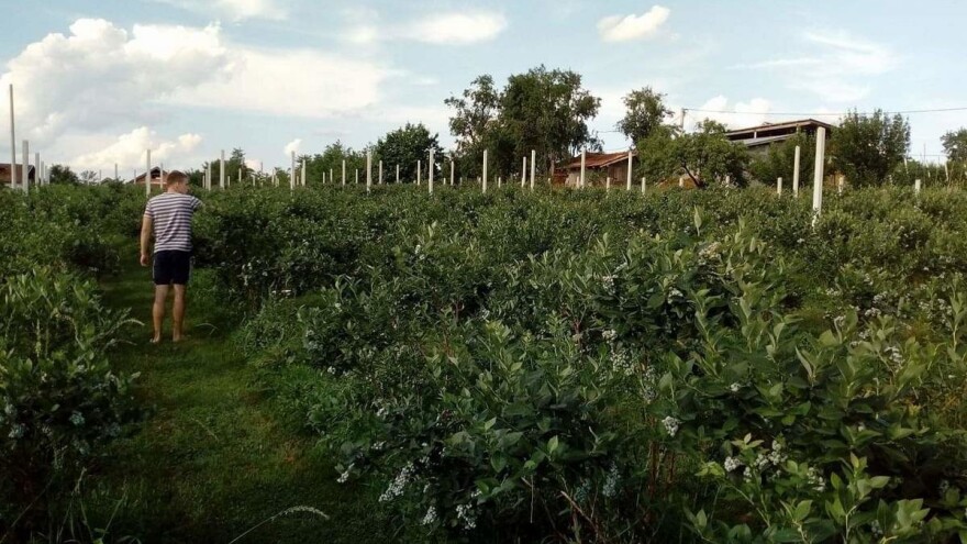 Proizvodnja borovnica ima dugoročniju budućnost