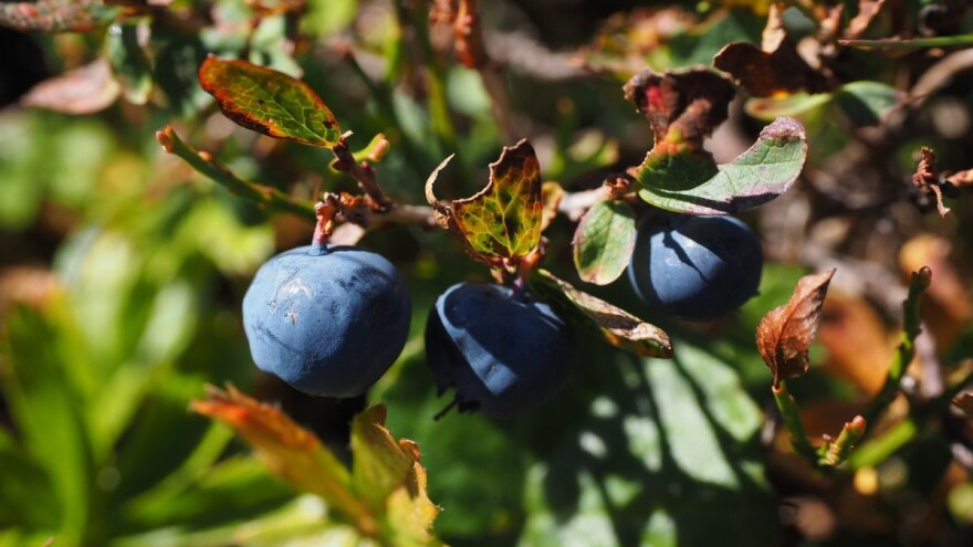 Kako zaštititi borovnicu od nepovoljnih abiotičkih uticaja sredine?