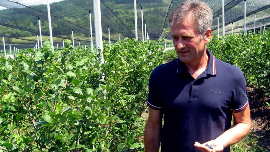 Recept za uspeh: U Šumadiji sade borovnicu direktno u piljevinu borovine