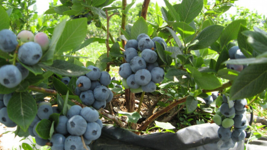 Hidroponski uzgoj borovnice