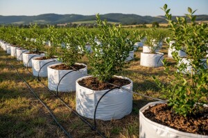 Borovnica u hidroponiji!
