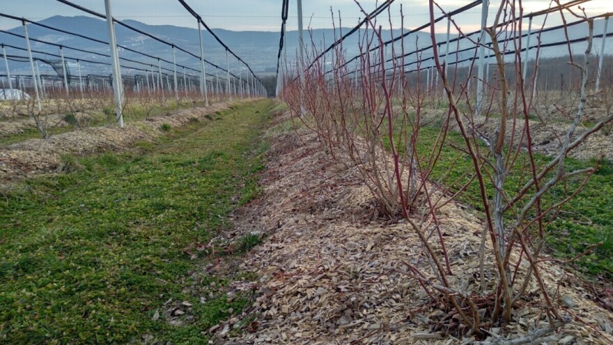 Borovnica na 2.500 ha u Srbiji - potrebna velika ulaganja i znanje