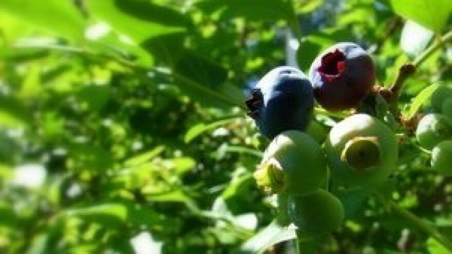 Nove isplate iz IPARD programa