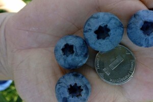 Visoko žbunasta borovnica donosi profit, ali se mora znati tehnologija proizvodnje