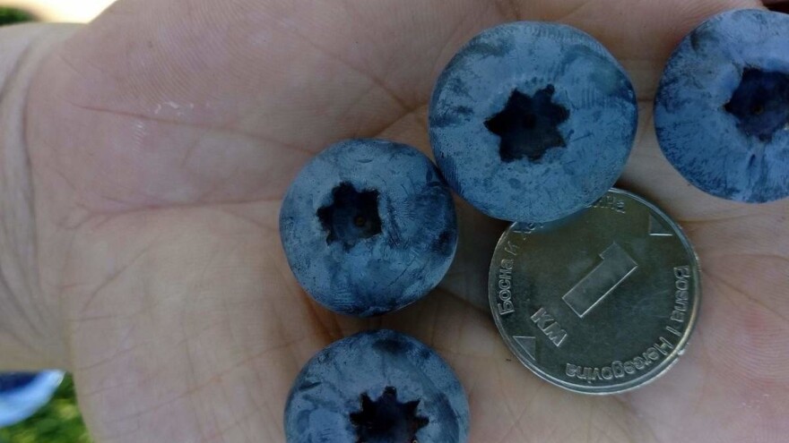 Visoko žbunasta borovnica donosi profit, ali se mora znati tehnologija proizvodnje