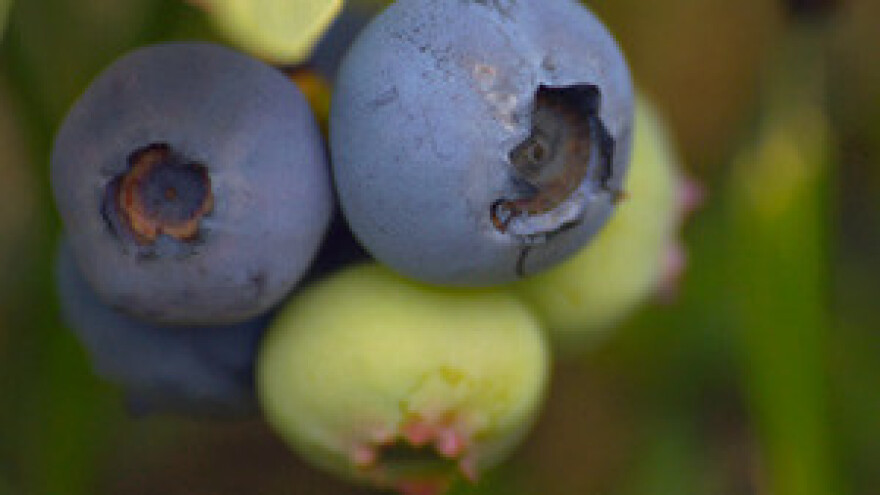 Neobrađena zemlja bila im je pred nosom, danas od nje žive