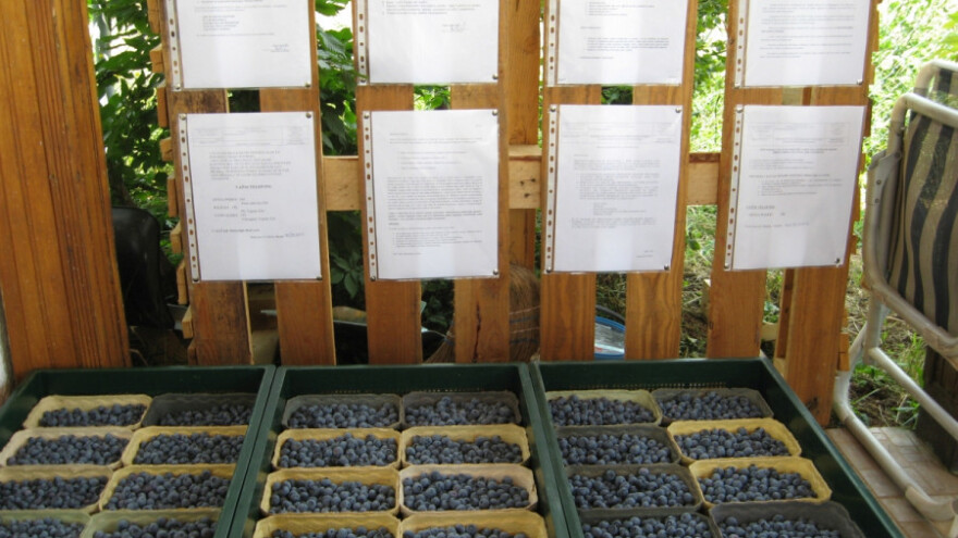 Prve tone borovnice otišle za Holandiju