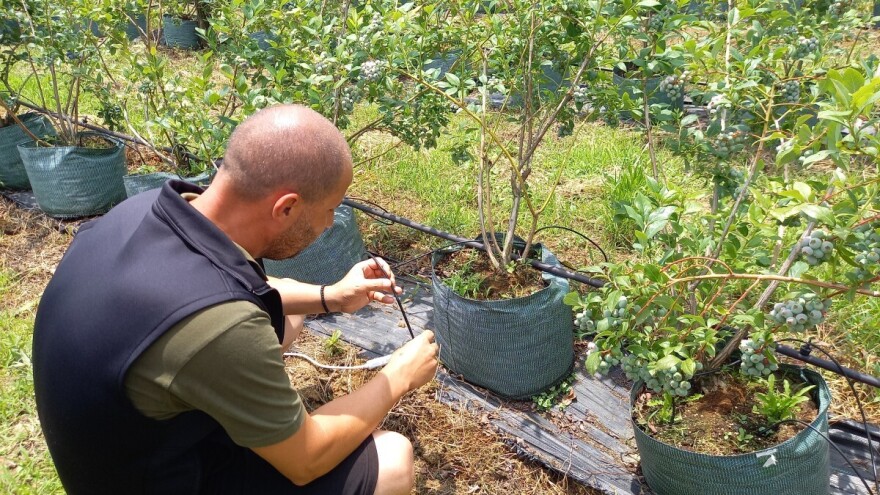 Pravo je vreme za zaštitu borovnice od prouzrokovača sive truleži