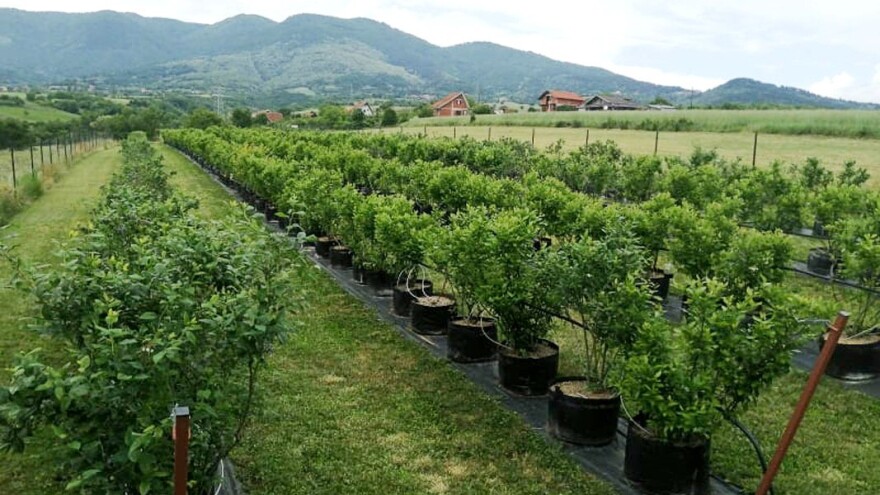 Problemi sa borovnicom u Pčinjskom okrugu