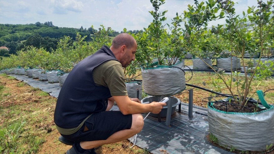 Navodnjavanje borovnice na brdovitom terenu? Da, moguće je