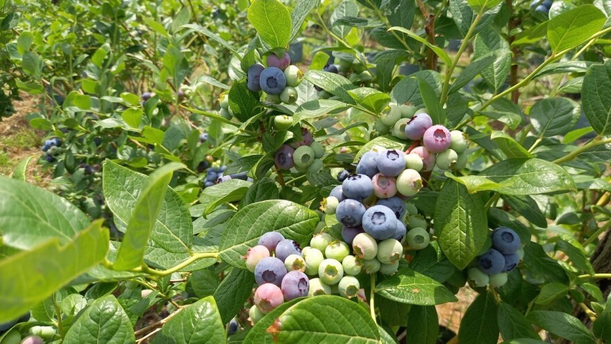 Koju sortu borovnice izabrati za uzgoj?