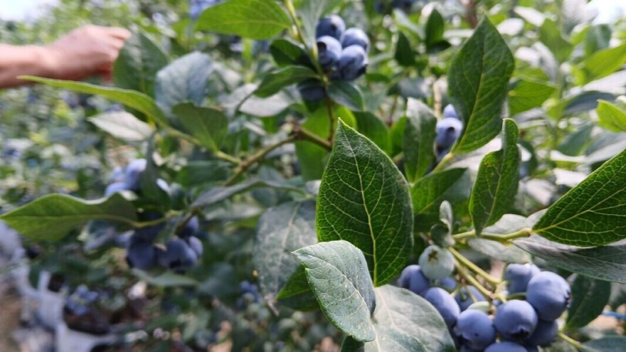 Borovnice porodice Stojmenović iz okoline Vranja: Sočne, domaće, bez hemije