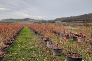 Zaštita borovnice pred zimu - evo i kako
