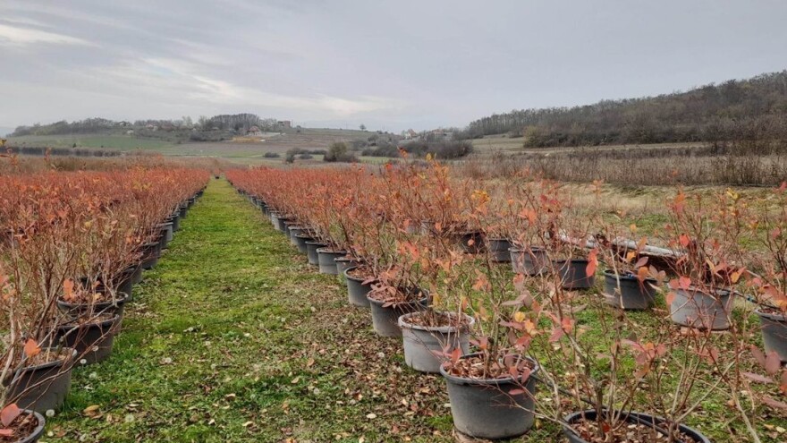 Proširili zasad borovnica: Sa agrotekstilnim vrećama do još boljeg prinosa