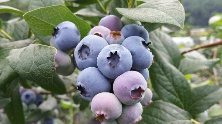 &quot;Plavo blago&quot; sa Islanda stiglo u selo kod Uba