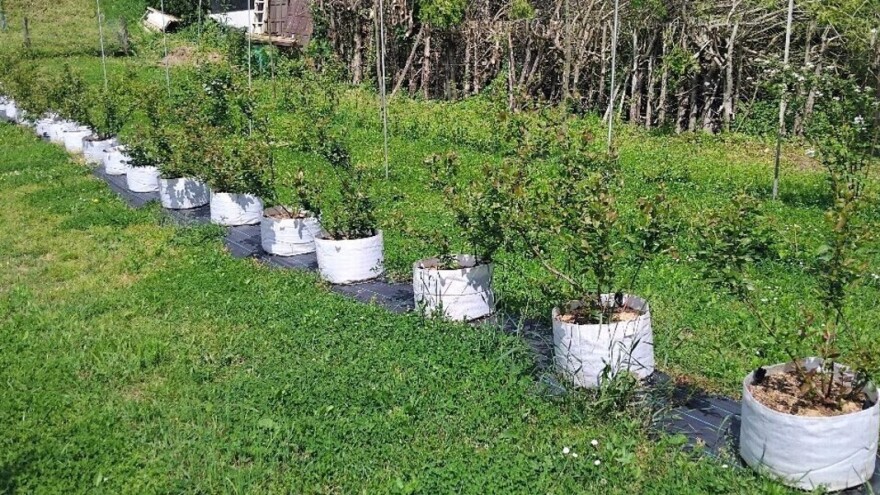 Borovnica u vrećama: Da li je ovo pametniji način uzgoja?