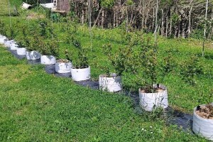 Borovnica u vrećama: Je li ovo pametniji način uzgoja?