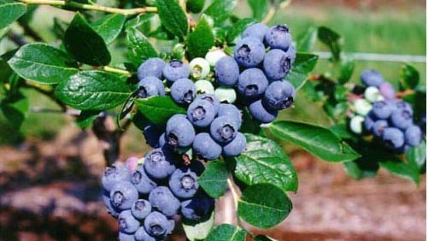 Borovnica: voće kao luksuz