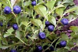 Američke borovnice zaštitite od gusjenica mrazovca