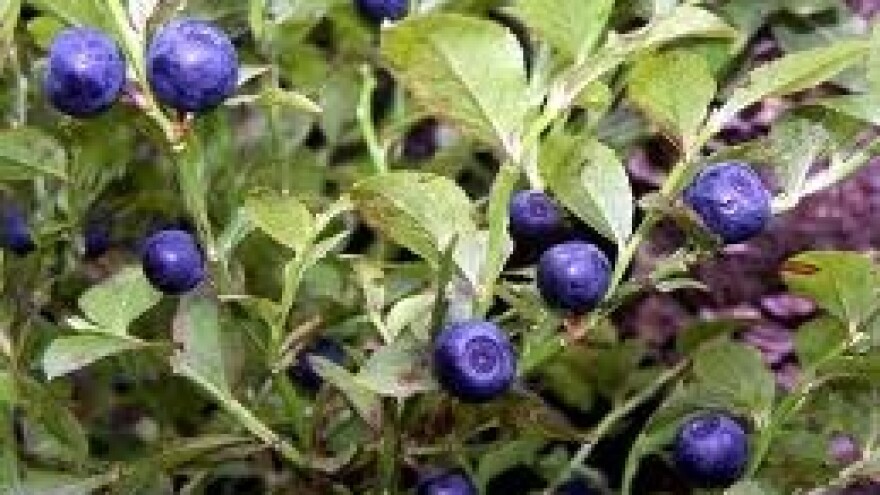 Američke borovnice zaštitite od gusjenica mrazovca