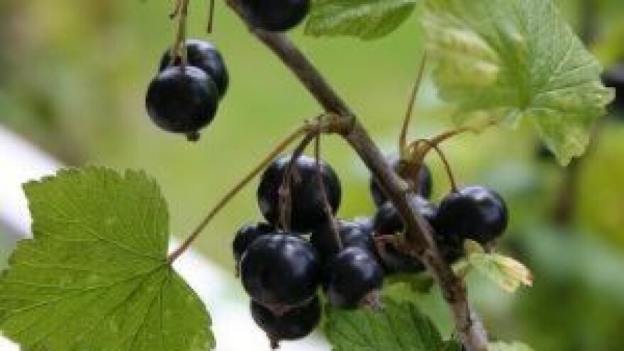 Milijun kuna iz IPARD-a za borovnice i ribu