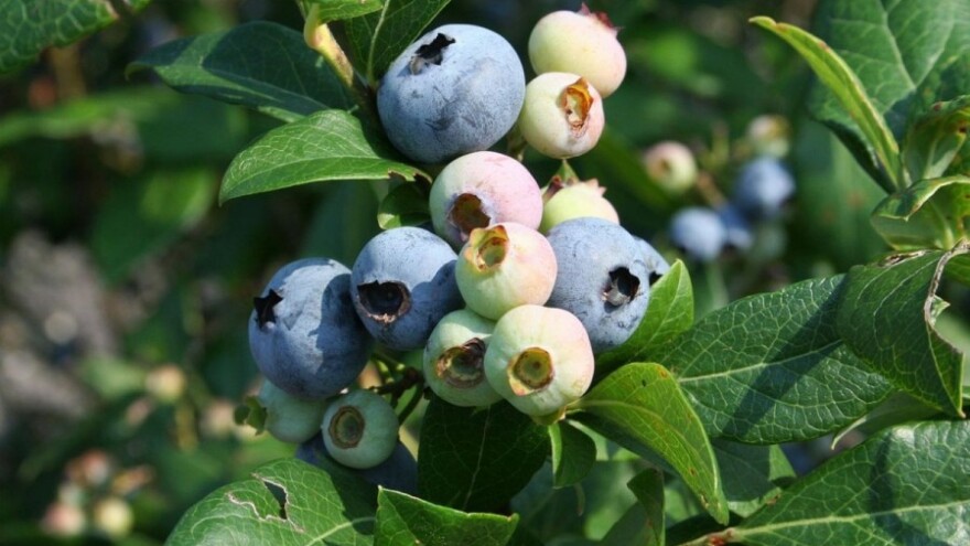 Pratiti stanje nasada američkih borovnica!