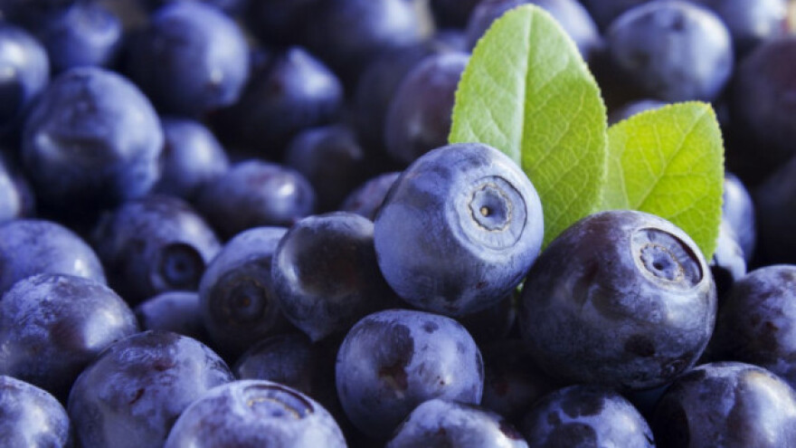 Investiranje u borovnicu? Dobra dodatna zarada!