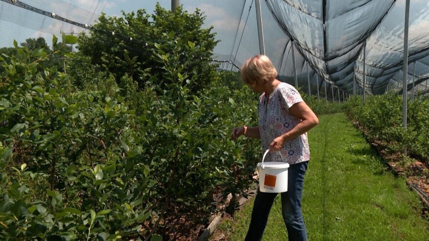 Gledali reportažu pa zasadili borovnice: Stara majka glavni radnik
