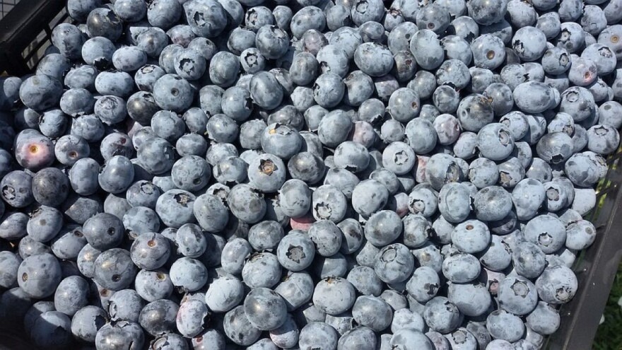 Ovogodišnji urod domaće borovnice bilježi rekordne prinose