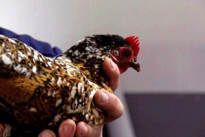 Bosanska džudža bi do godine mogla dobiti međunarodno priznanje