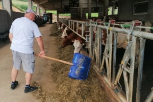 Bosanska farma od milion maraka - krave s nanogicama, domaćin u papučama