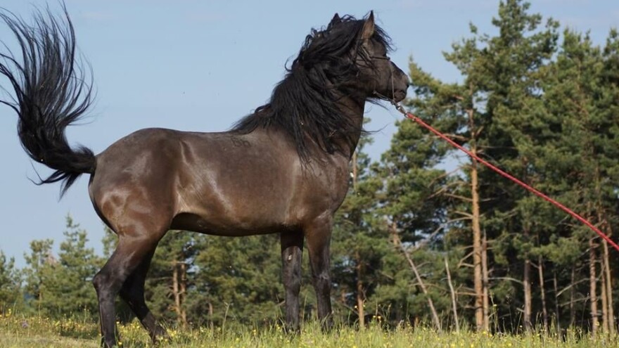 Udruženje uzgajivača bosanskog brdskog konja uputilo oštru kritiku ministarstvu!